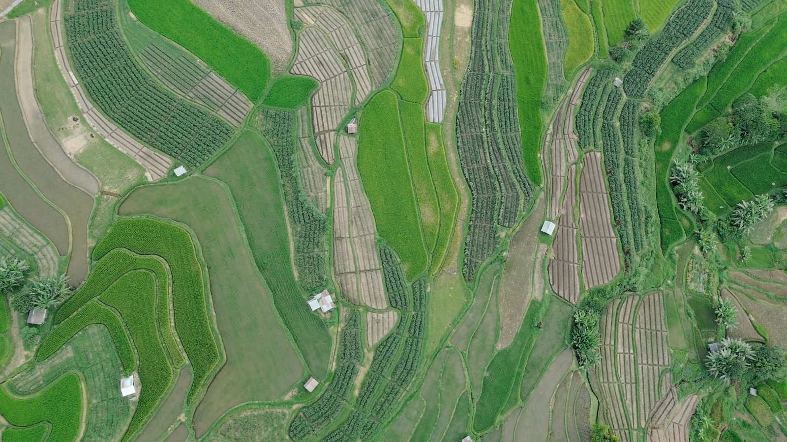 Aerial terraced farmland